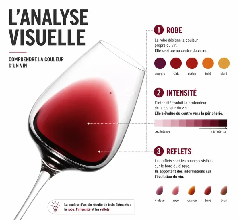 Analyse visuelle d'un vin pour l'œnophilie : observation de la robe et des reflets